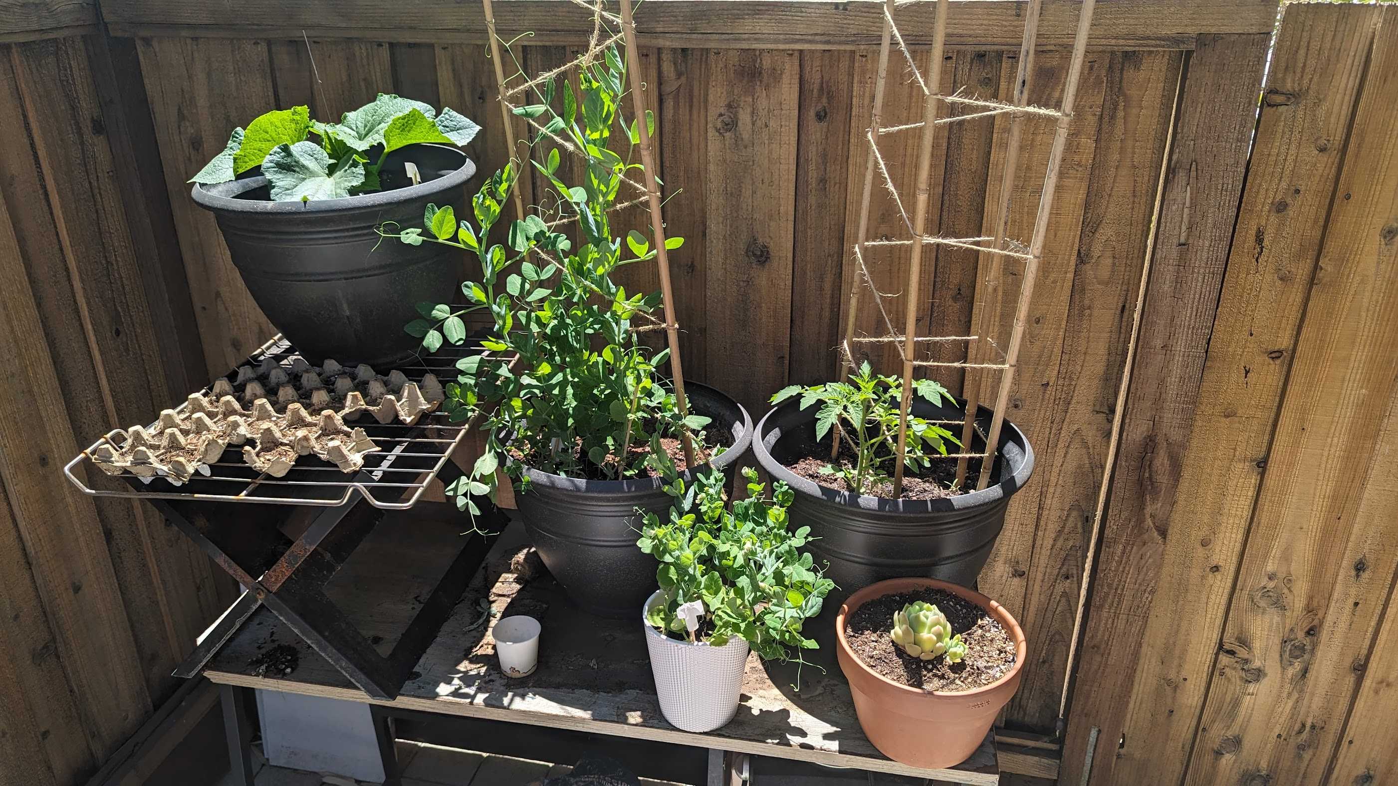 My little backyard garden in Palo Alto